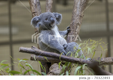 多摩動物公園 コアラ / Koala 多摩動物公園 コアラ / Koala 70322893