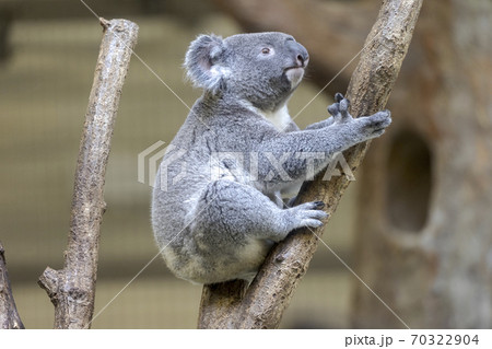 多摩動物公園 コアラ / Koalaの写真素材 [70322904] - PIXTA