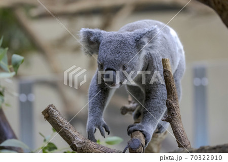 多摩動物公園 コアラ / Koala 70322910