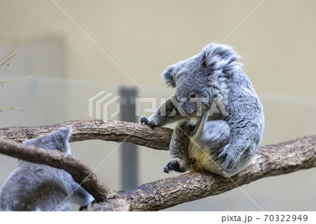 多摩動物公園 コアラ / Koala 多摩動物公園 コアラ / Koala 70322949