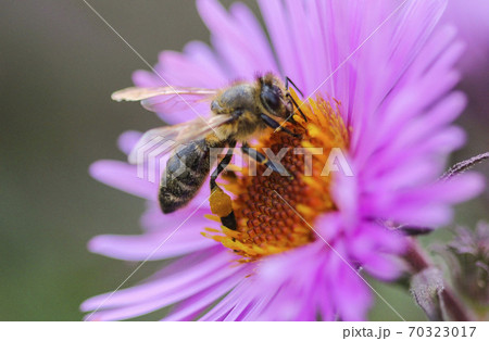 Bee on a flower Bee on a flower 70323017