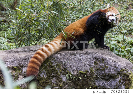 レッサーパンダ 多摩動物公園 70323535