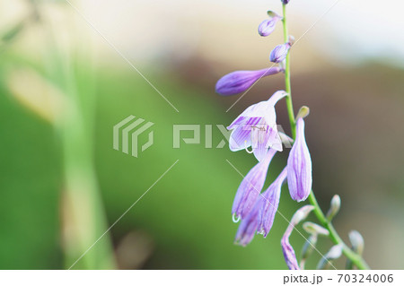 ギボウシ 70324006