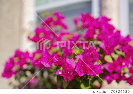 Close up shot of Bougainvillea blossom Close up shot of Bougainvillea blossom 70324589