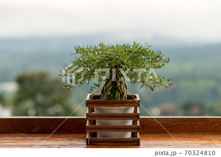 Plant in ancient flower pot on balcony. Plant in ancient flower pot on balcony. 70324810