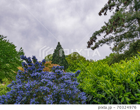 A beautiful park with trees and bushes 70324976