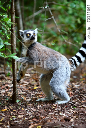 南アフリカ ナイスナのワオキツネザル 南アフリカ ナイスナのワオキツネザル 70325065