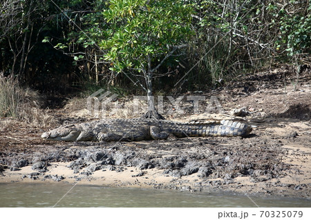 南アフリカ セントルシア湿地帯のワニ 南アフリカ セントルシア湿地帯のワニ 70325079