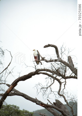 南アフリカ　クルーガー国立公園のサンショクウミワシ 70325086