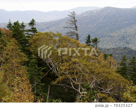 風景、自然、植物、空、雲、写真 岩手山と紅葉のはじめ 八幡平側から見た岩手山 ハイマツ 風景、自然、植物、空、雲、写真 岩手山と紅葉のはじめ 八幡平側から見た岩手山 ハイマツ 70325327