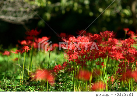 曼珠沙華の群生 曼珠沙華の群生 70325531