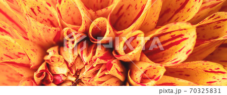 Orange dahlia flower macro view. 70325831