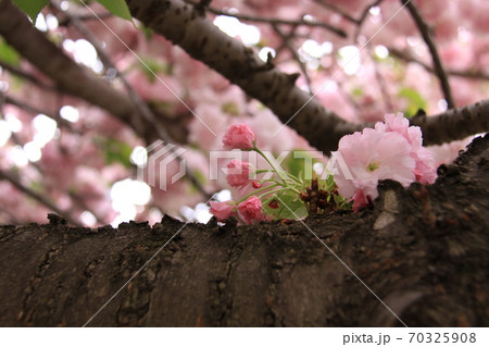 八重桜の花とつぼみ（撮影場所：神奈川県大和市） 70325908