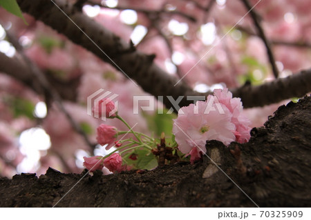 八重桜の花とつぼみ（撮影場所：神奈川県大和市） 70325909