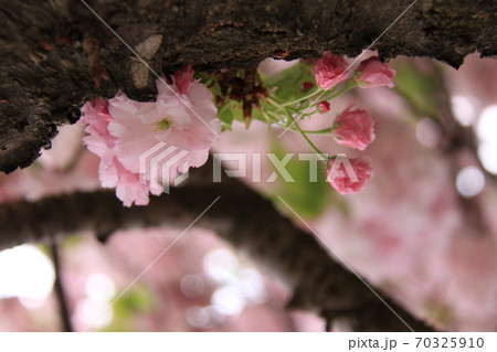 八重桜の花とつぼみ（撮影場所：神奈川県大和市） 70325910
