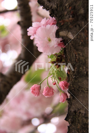 八重桜の花とつぼみ（撮影場所：神奈川県大和市） 70325911