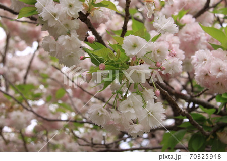 八重桜の花とつぼみ（撮影場所：神奈川県大和市） 70325948