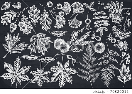 Vector set of hand drawn chalk fern, dog rose, rowan, ginkgo, maple, oak, horse chestnut, chestnut Vector set of hand drawn chalk fern, dog rose, rowan, ginkgo, maple, oak, horse chestnut, chestnut 70326012