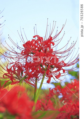 満開の彼岸花　   70326586
