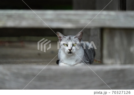 人気のないお寺で賽銭泥棒がいないか監視するサバトラの猫 70327126