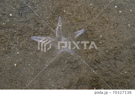 砂底に潜るモミジガイ 70327136