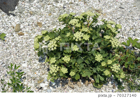 ボタンボウフウ ボタンボウフウ 70327140