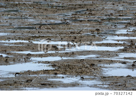干潟のカニ  ヤマトオサガニ  70327142