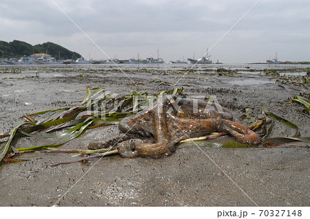 タコ 潮に取り残されたタコ ワイド タコ 潮に取り残されたタコ ワイド 70327148