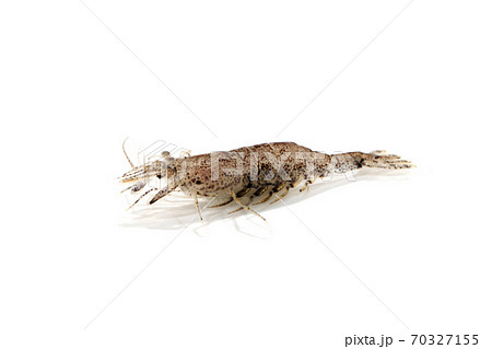 エビジャコ 白バック エビジャコ 白バック 70327155