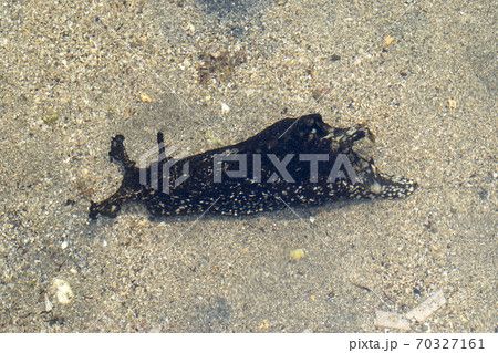 アメフラシ 70327161