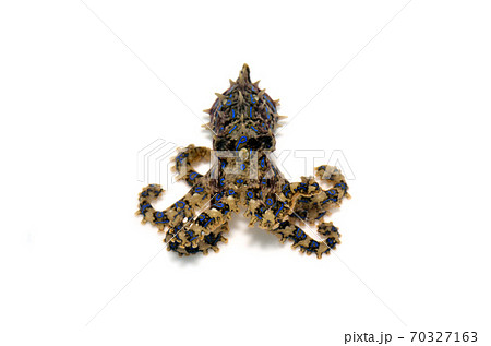 ヒョウモンダコ　白バック 70327163