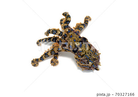 ヒョウモンダコ 白バック ヒョウモンダコ 白バック 70327166