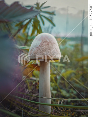 Close up vertical shot of a single wild mushroom growing through different vegetation. Moody autumnal background, nature freshness with white fungal species on the meadow. Fall season atmosphere. Close up vertical shot of a single wild mushroom growing through different vegetation. Moody autumnal background, nature freshness with white fungal species on the meadow. Fall season atmosphere. 70327301