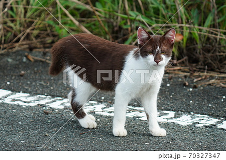 好奇心旺盛な珍しい柄の若い野良猫の写真素材