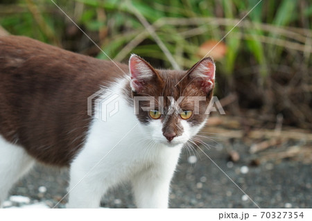 好奇心旺盛な珍しい柄の若い野良猫の写真素材