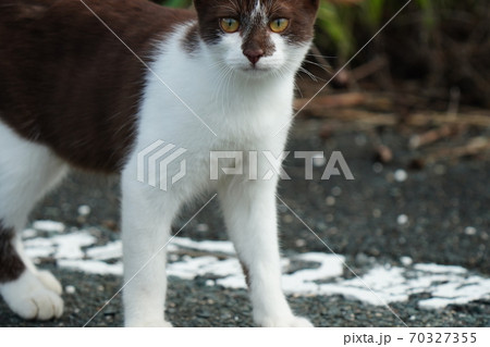好奇心旺盛な珍しい柄の若い野良猫の写真素材