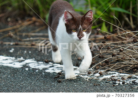 好奇心旺盛な珍しい柄の若い野良猫の写真素材