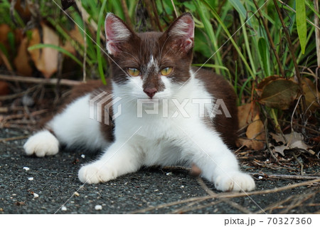 好奇心旺盛な珍しい柄の若い野良猫の写真素材