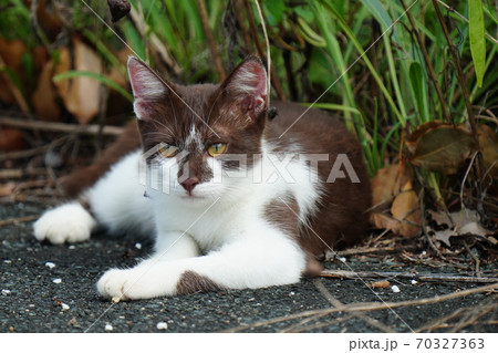 好奇心旺盛な珍しい柄の若い野良猫の写真素材