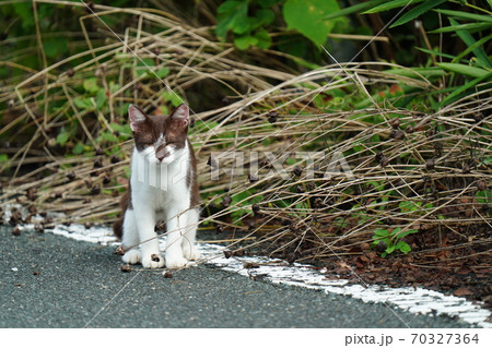 好奇心旺盛な珍しい柄の若い野良猫の写真素材