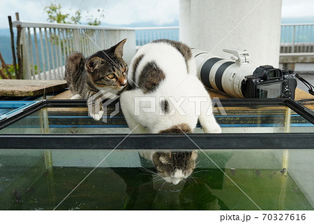 メダカを飼ってる水槽を覗いて飼育状況を確認する野良猫の母親と息子の写真素材