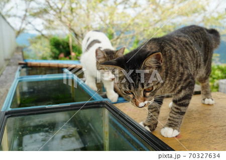 メダカを飼ってる水槽を覗いて飼育状況を確認する野良猫の母親と息子の写真素材