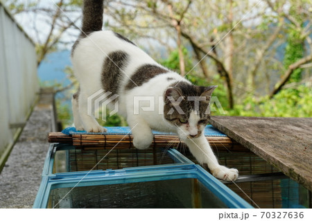 メダカを飼ってる水槽を覗いて飼育状況を確認する野良猫の母親と息子の写真素材