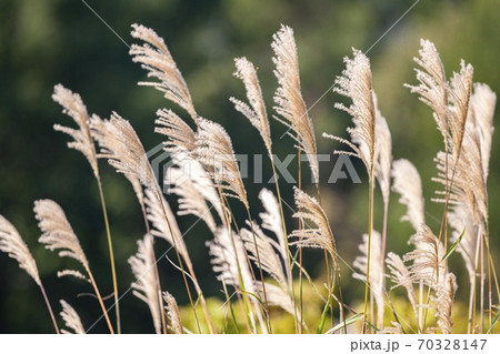 ススキ 70328147