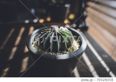 室内の窓際の観葉植物 サボテンの写真素材