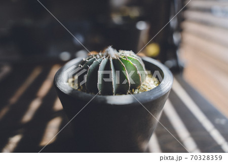 室内の窓際の観葉植物 サボテン 室内の窓際の観葉植物 サボテン 70328359