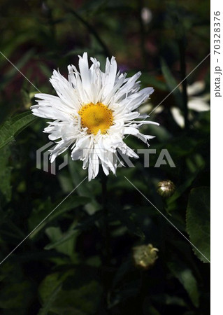 白いシャスターデージーの花 白いシャスターデージーの花 70328376