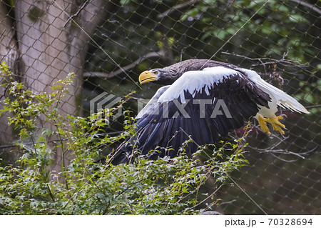 多摩動物公園 オオワシの飛翔 70328694
