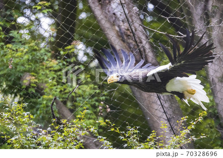 多摩動物公園 オオワシの飛翔 多摩動物公園 オオワシの飛翔 70328696