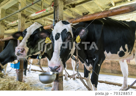 【牛舎内の牛】 70328857